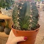 Melocactus matanzanus 葉