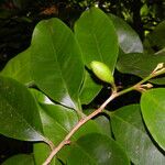 Chrysophyllum brenesii फल