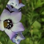 Gilia tricolor Flor