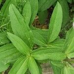 Gentiana cruciata ഇല