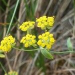 Bupleurum alpigenum 花