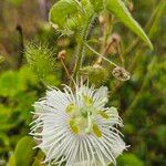 Passiflora subpeltata 花