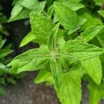 Salvia patens Leaf