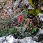 Fritillaria lusitanica आदत