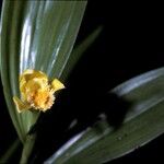 Sobralia bletiae Çiçek
