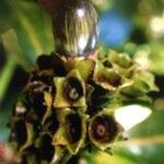 Chassalia gaertneroides Fruto