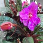 Impatiens hawkeri फूल