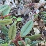 Helianthemum oelandicum Blad