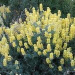 Lupinus arboreus Habitat