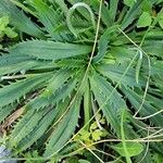 Plantago serraria Hoja