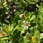 Pemphis acidula Blüte