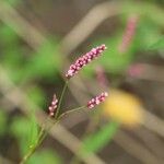Persicaria longiseta 花