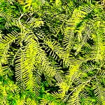 Neltuma chilensis Blatt