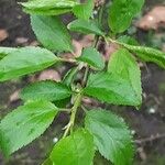 Prunus cerasus Leaf