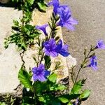 Ruellia nudiflora 花