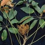 Schefflera morototoni Folla