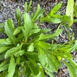 Grindelia hirsutula Fuelha