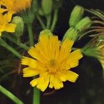 Pilosella cymosa Flower