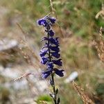 Delphinium fissum Habitus