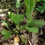 Turritis brassica Leaf