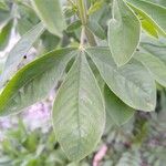 Baptisia sphaerocarpa Levél