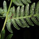 Thelypteris bergiana Φύλλο