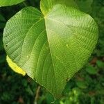 Macaranga indica Leaf
