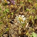 Orobanche crenata Flor