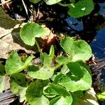 Centella asiatica Folha