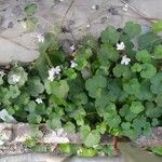 Cymbalaria muralis Leaf