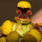 Bulbophyllum masoalanum