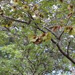 Pterocarpus angolensis Fruto
