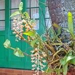 Dendrobium thyrsiflorum Blüte