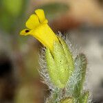 Mimetanthe pilosa Flower