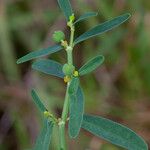 Euphorbia tannensis Habitus