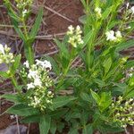 Declieuxia fruticosa Habit