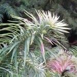 Cunninghamia lanceolata पत्ता