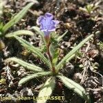 Echium bonnetii Облик