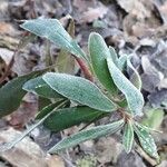 Daphne laureola Blad