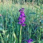 Anacamptis morio 整株植物