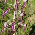 Himantoglossum adriaticum Flower