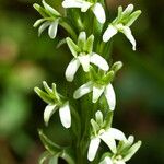 Platanthera elegans Flor