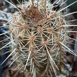 Echinocereus ledingii Otro