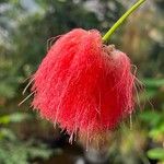 Calliandra tergemina ফুল