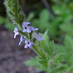 Verbena lasiostachys Çiçek