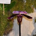 Paphiopedilum charlesworthii Virág