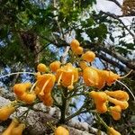 Oxera coriacea फूल
