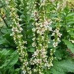 Verbascum chaixii花