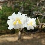 Tabebuia roseoalba Blüte