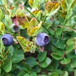 Vaccinium myrtillusFruto